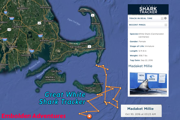 whale watching trip cape cod
