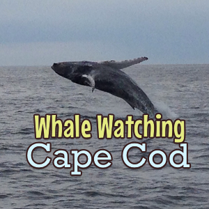 whale watching